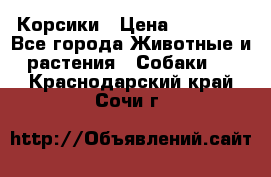 Корсики › Цена ­ 15 000 - Все города Животные и растения » Собаки   . Краснодарский край,Сочи г.